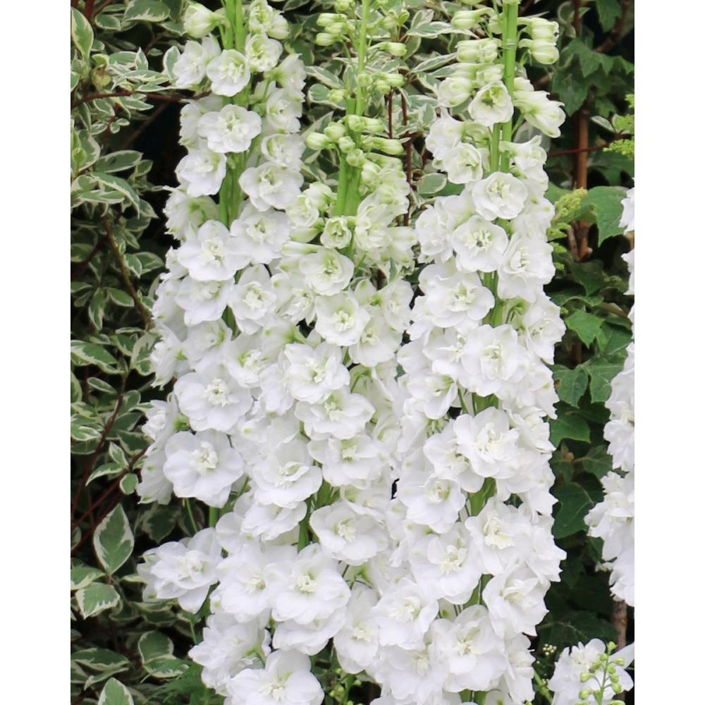 【春予約】　デルフィニューム　ガラハット　１０．５ｃｍ　【申込期限：３月２２日（日）】　【引渡予定日：４月４日（土）～１２日（日）】