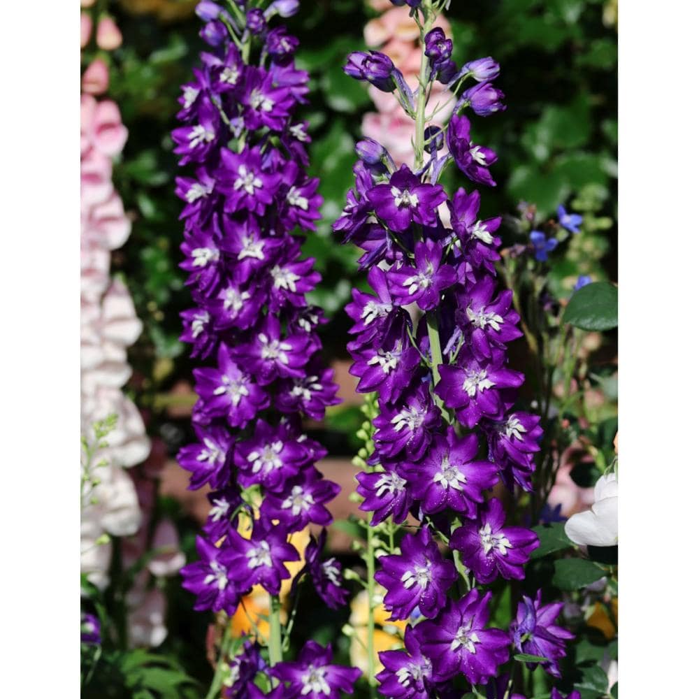 【春予約】　デルフィニューム　ブラックナイト　１０．５ｃｍ　【申込期限：３月２２日（日）】　【引渡予定日：４月４日（土）～１２日（日）】