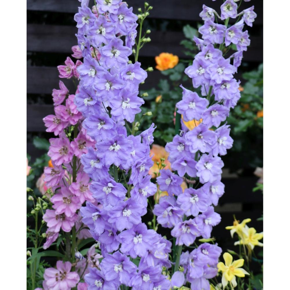 【春予約】　デルフィニューム　ギネバー　１０．５ｃｍ　【申込期限：３月２２日（日）】　【引渡予定日：４月４日（土）～１２日（日）】