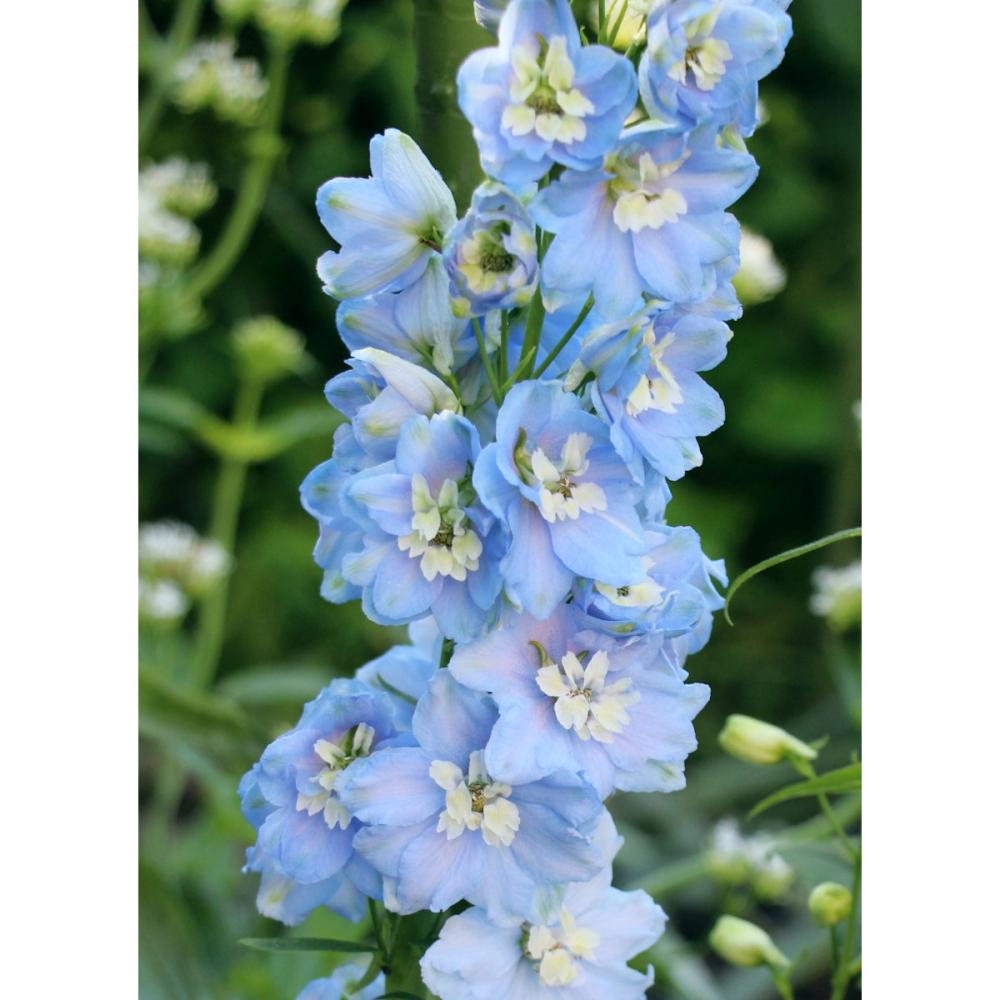 【春予約】　デルフィニューム　サマースカイ　１０．５ｃｍ　【申込期限：３月２２日（日）】　【引渡予定日：４月４日（土）～１２日（日）】