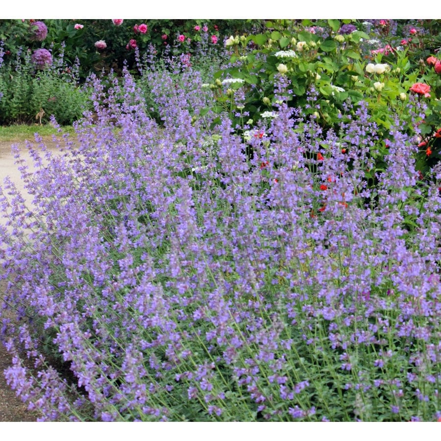 【春予約】　ネペタ　シックスヒルズジャイアント　１０．５ｃｍ　【申込期限：３月２２日（日）】　【引渡予定日：４月４日（土）～１２日（日）】