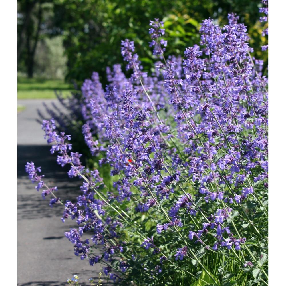 【春予約】　ネペタ　ジュニアウォーカー　１０．５ｃｍ　【申込期限：３月２２日（日）】　【引渡予定日：４月４日（土）～１２日（日）】