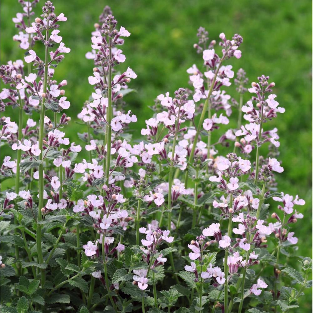 【春予約】　ネペタ　ピンクキャンディ　１０．５ｃｍ　【申込期限：３月２２日（日）】　【引渡予定日：４月４日（土）～１２日（日）】