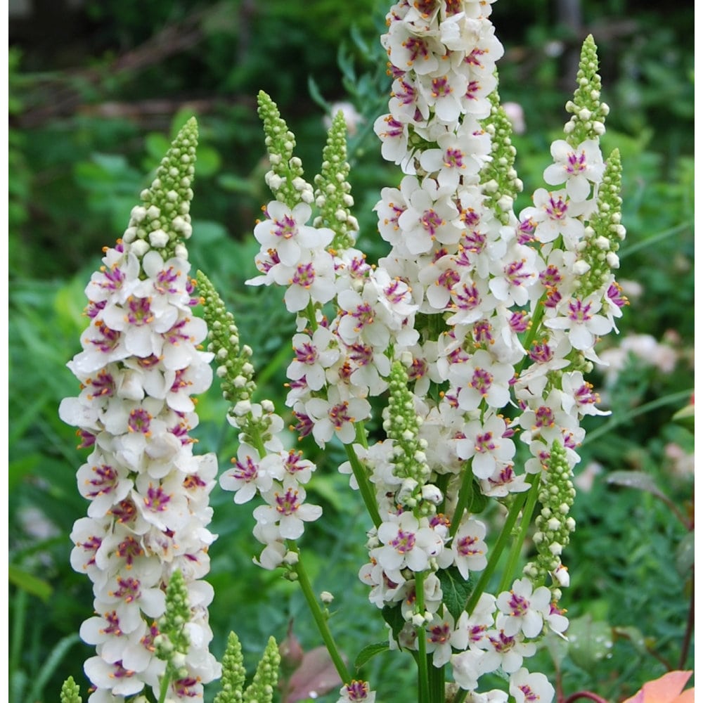 【春予約】　バーバスカム　ウエディングキャンドルズ　１０．５ｃｍ　【申込期限：３月２２日（日）】　【引渡予定日：４月４日（土）～１２日（日）】