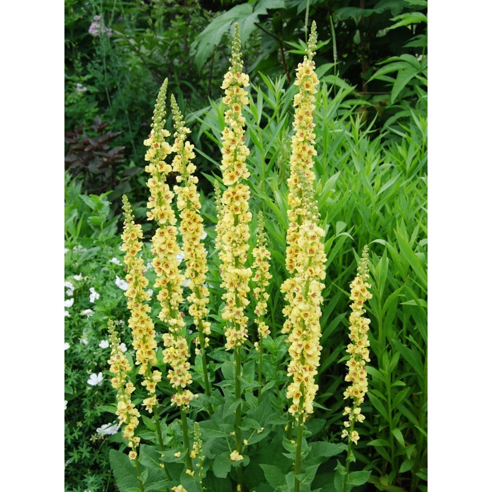 【春予約】　バーバスカム　シックスティーンキャンドルズ　１０．５ｃｍ　【申込期限：３月２２日（日）】　【引渡予定日：４月４日（土）～１２日（日）】