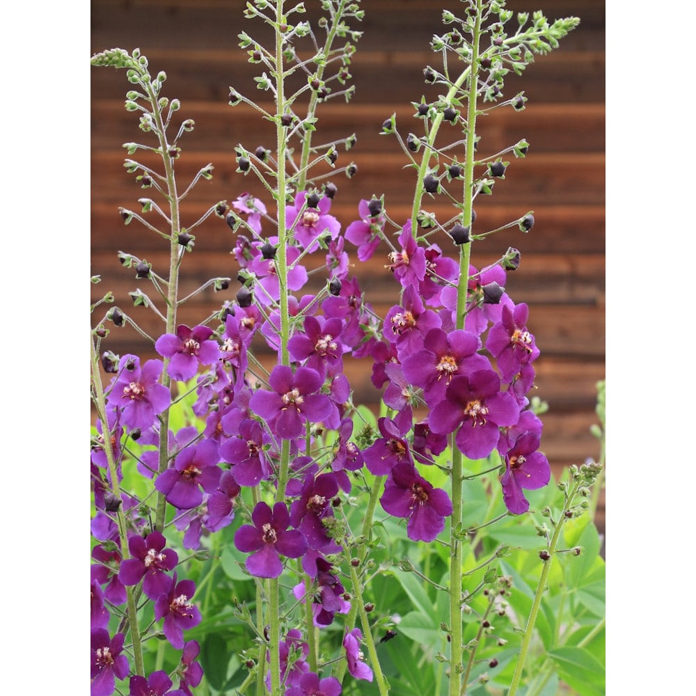 【春予約】　バーバスカム　ビオレッタ　１０．５ｃｍ　【申込期限：３月２２日（日）】　【引渡予定日：４月４日（土）～１２日（日）】