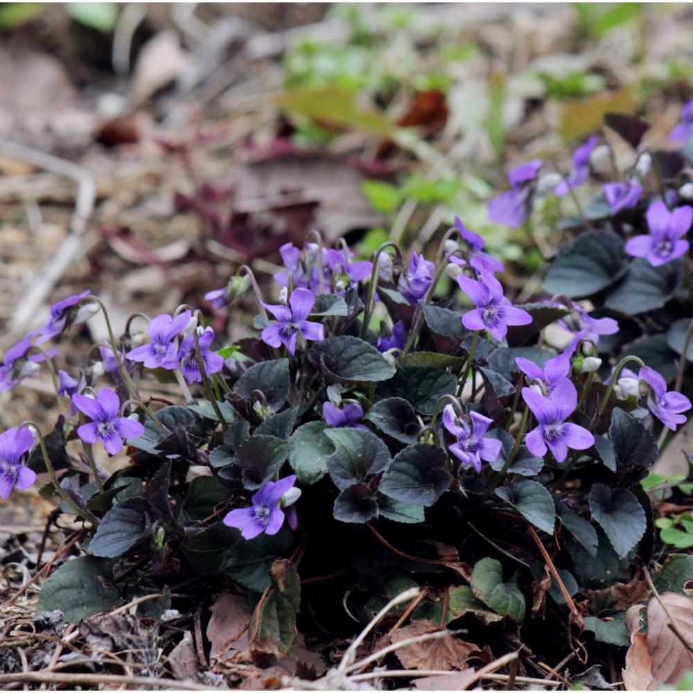 【春予約】　ビオラ　ラブラドリカ　１０．５ｃｍ　【申込期限：３月２２日（日）】　【引渡予定日：４月４日（土）～１２日（日）】