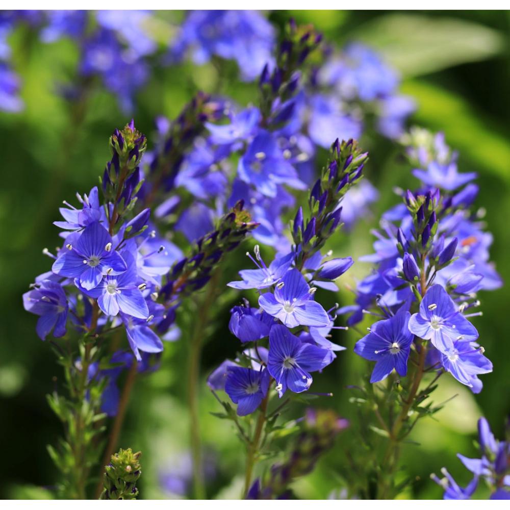 【春予約】　ベロニカ　ロイヤルブルー　１０．５ｃｍ　【申込期限：３月２２日（日）】　【引渡予定日：４月４日（土）～１２日（日）】