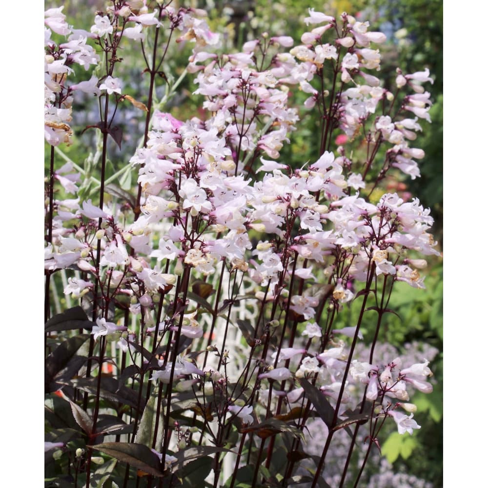 【春予約】　ペンステモン　ハスカーレッド　１０．５ｃｍ　【申込期限：３月２２日（日）】　【引渡予定日：４月４日（土）～１２日（日）】