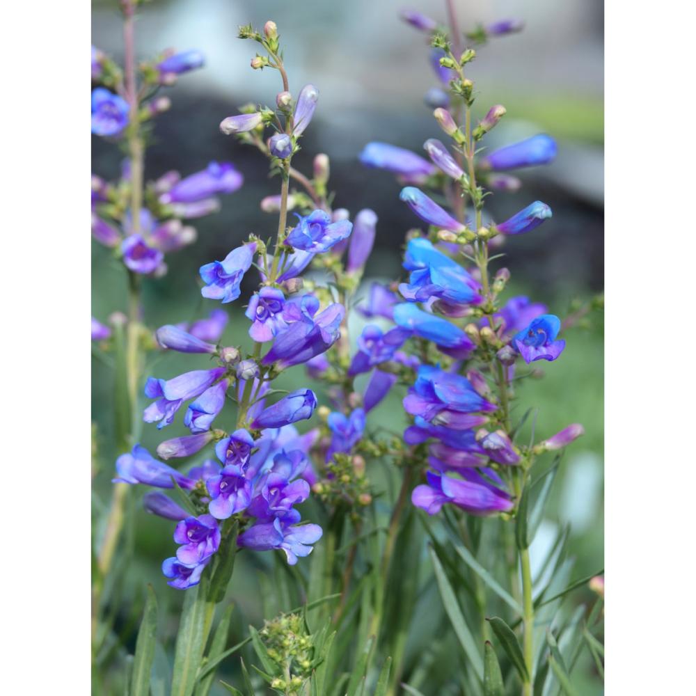 【春予約】　ペンステモン　エレクトリックブルー　１０．５ｃｍ　【申込期限：３月２２日（日）】　【引渡予定日：４月４日（土）～１２日（日）】