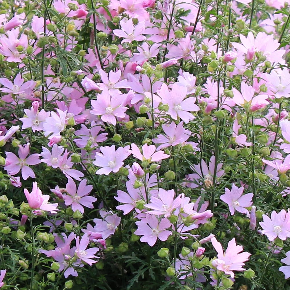 【春予約】　ムスクマロウ　アップルブロッサム　１０．５ｃｍ　【申込期限：３月２２日（日）】　【引渡予定日：４月４日（土）～１２日（日）】