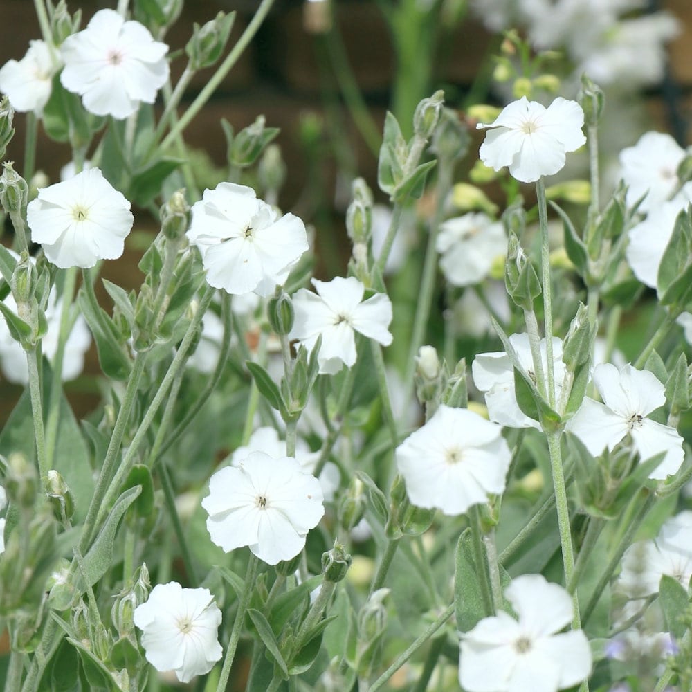 【春予約】　リクニス　コロナリア　アルバ　１０．５ｃｍ　【申込期限：３月２２日（日）】　【引渡予定日：４月４日（土）～１２日（日）】