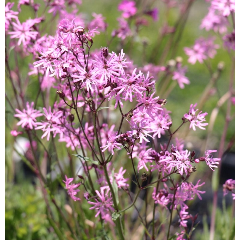 【春予約】　リクニス　フロスククリ　１０．５ｃｍ　【申込期限：３月２２日（日）】　【引渡予定日：４月４日（土）～１２日（日）】