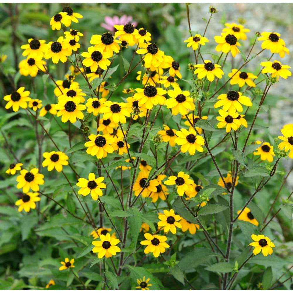 【春予約】　ルドベキア　ブラックジャックゴールド　１０．５ｃｍ　【申込期限：３月２２日（日）】　【引渡予定日：４月４日（土）～１２日（日）】