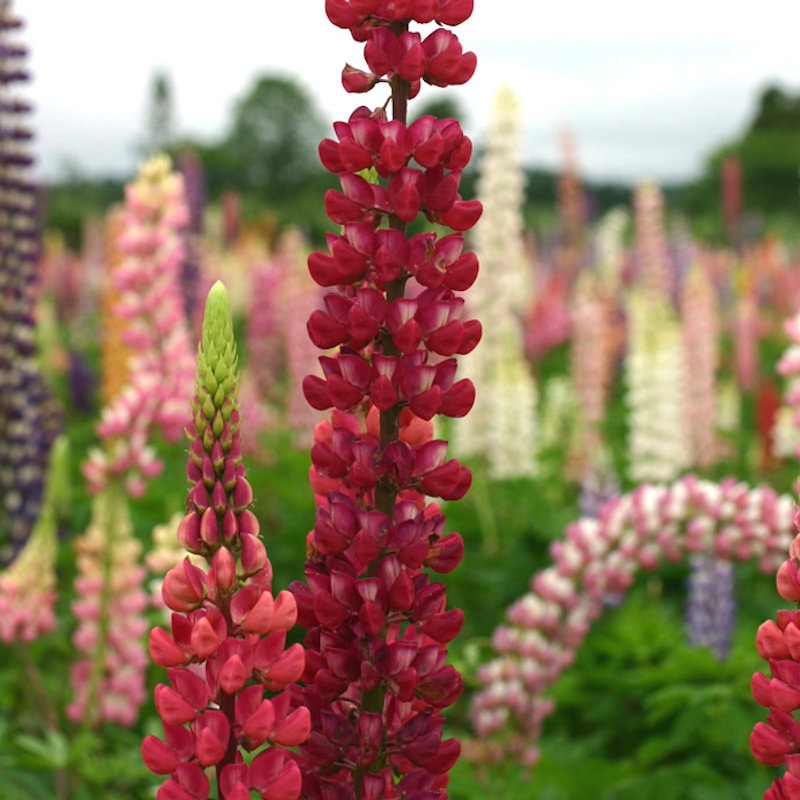 【春予約】　ルピナス　ギャラリー　レッド　１０．５ｃｍ　【申込期限：３月２２日（日）】　【引渡予定日：４月４日（土）～１２日（日）】