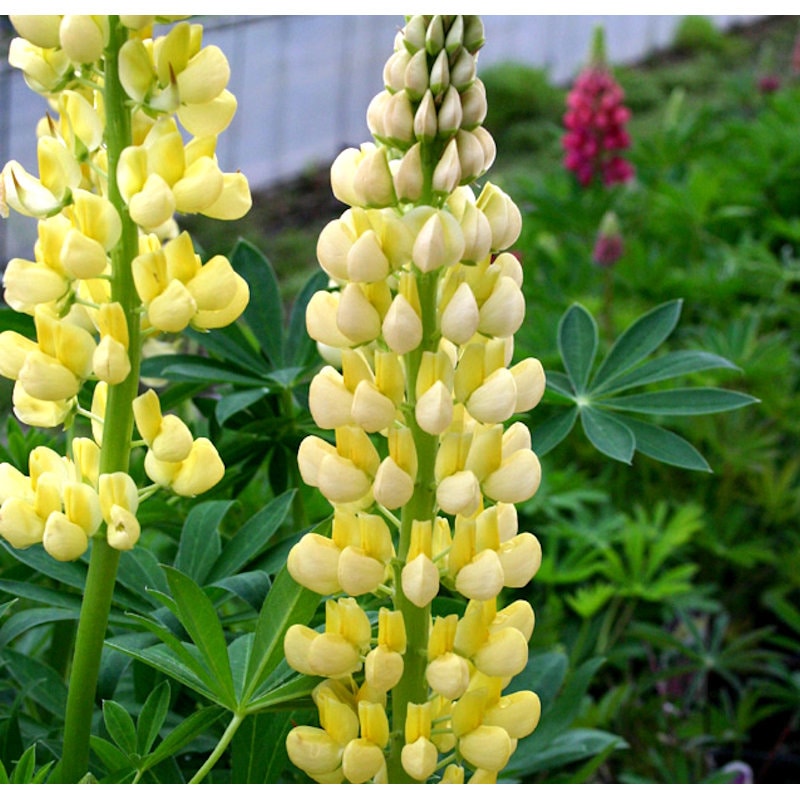 【春予約】　ルピナス　ギャラリー　イエロー　１０．５ｃｍ　【申込期限：３月２２日（日）】　【引渡予定日：４月４日（土）～１２日（日）】