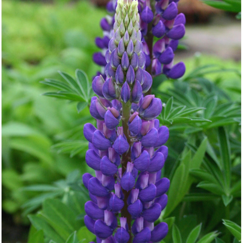 【春予約】　ルピナス　ギャラリー　パープル　１０．５ｃｍ　【申込期限：３月２２日（日）】　【引渡予定日：４月４日（土）～１２日（日）】