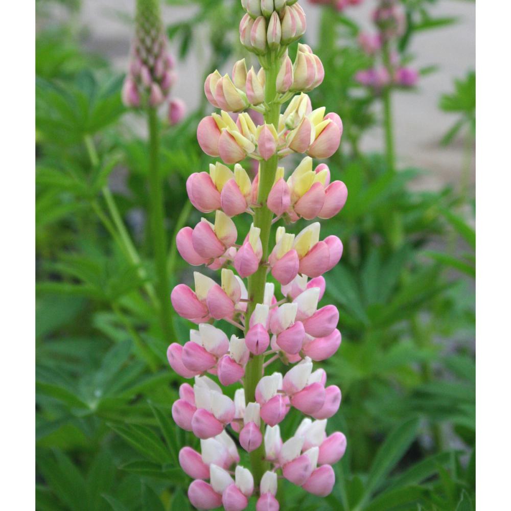 【春予約】　ルピナス　ギャラリー　ローズ　１０．５ｃｍ　【申込期限：３月２２日（日）】　【引渡予定日：４月４日（土）～１２日（日）】