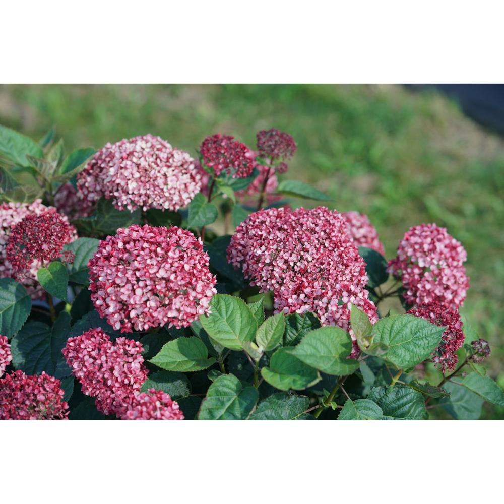 プティ　ガーネット