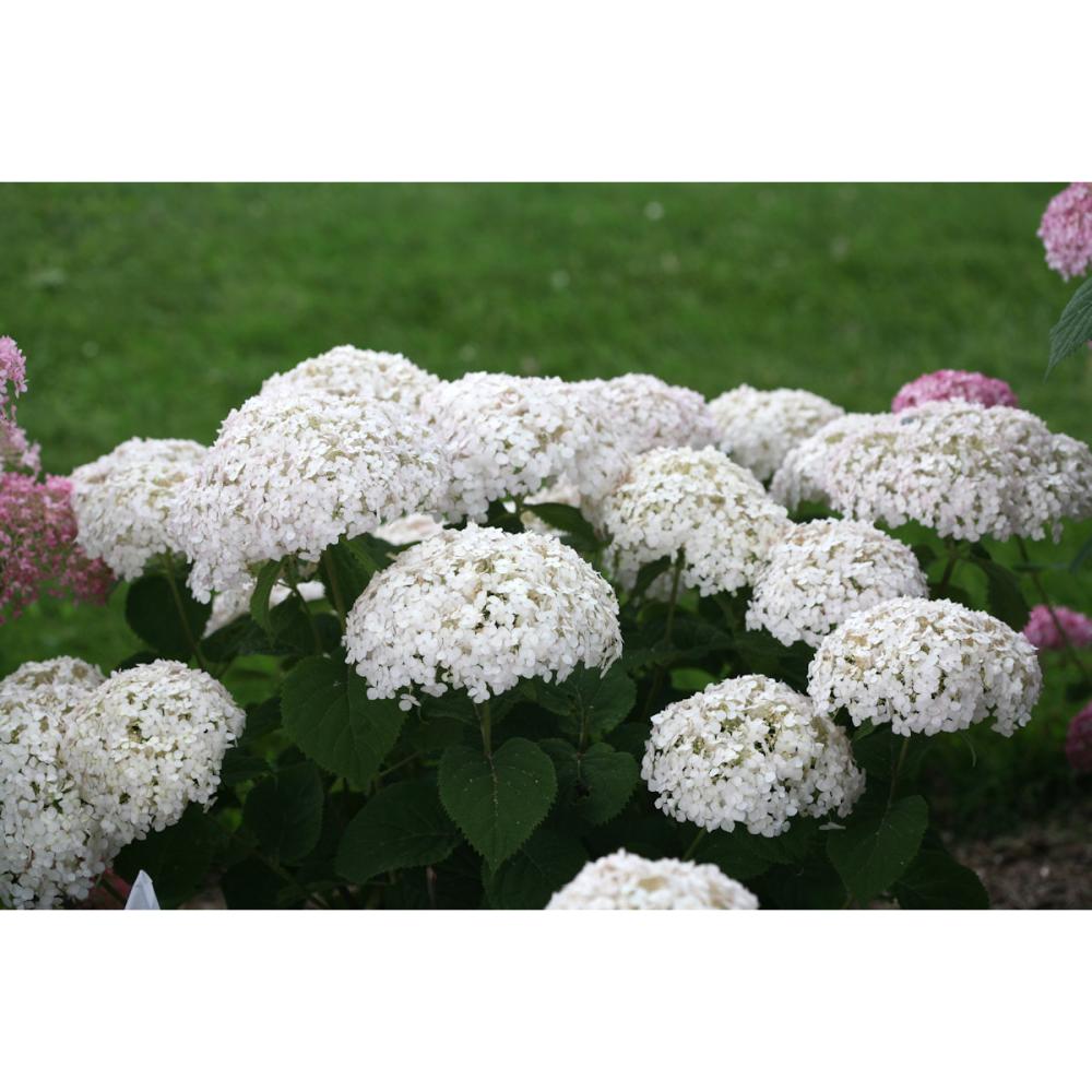 【春予約】　アナベル　プティ　クリーム　１１ｃｍ　【申込期限：４月２６日（日）】　【引渡予定日：５月２３日（土）～３１日（日）】