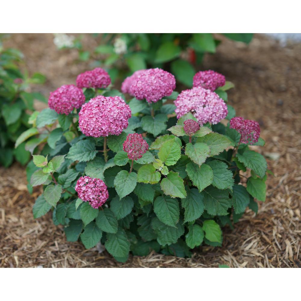 【春予約】　アナベル　ミニ　モーベット　１１ｃｍ　【申込期限：４月２６日（日）】　【引渡予定日：５月２３日（土）～３１日（日）】