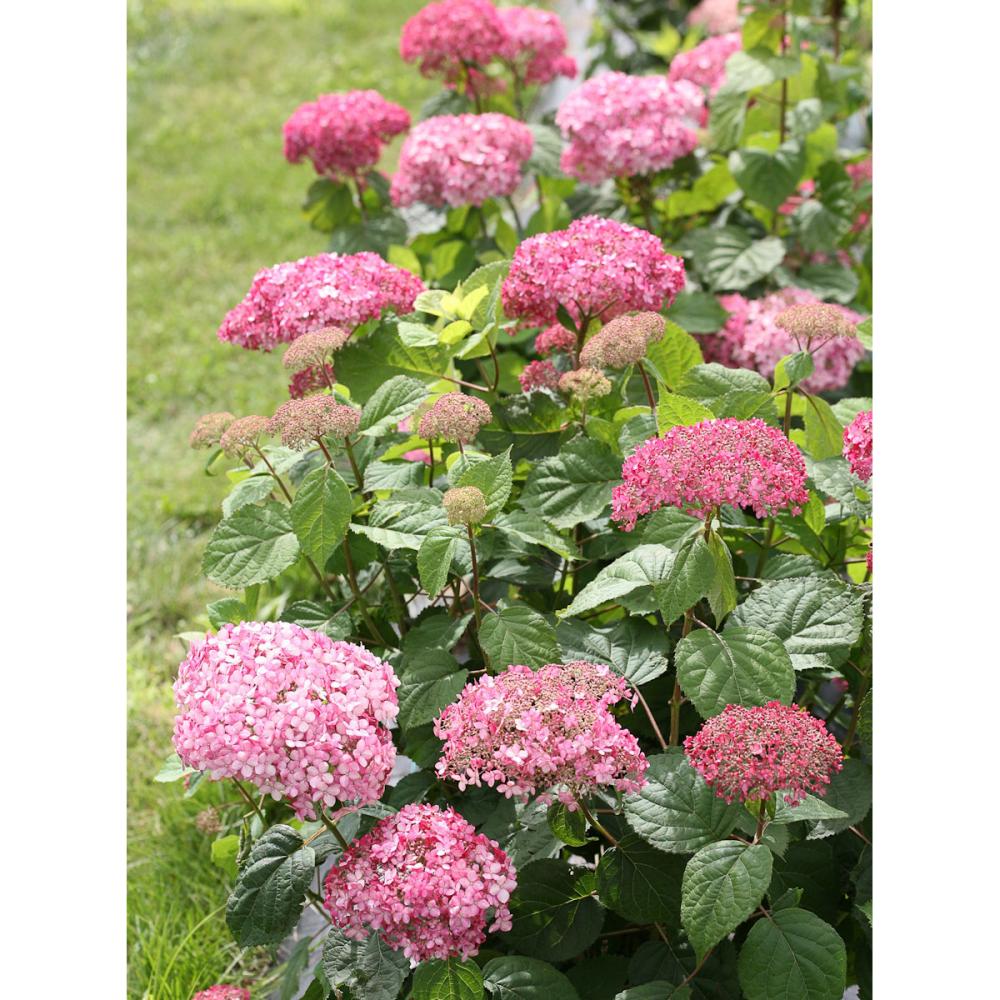 【春予約】　アナベル　ミディ　ピンク　１１ｃｍ　【申込期限：４月２６日（日）】　【引渡予定日：５月２３日（土）～３１日（日）】