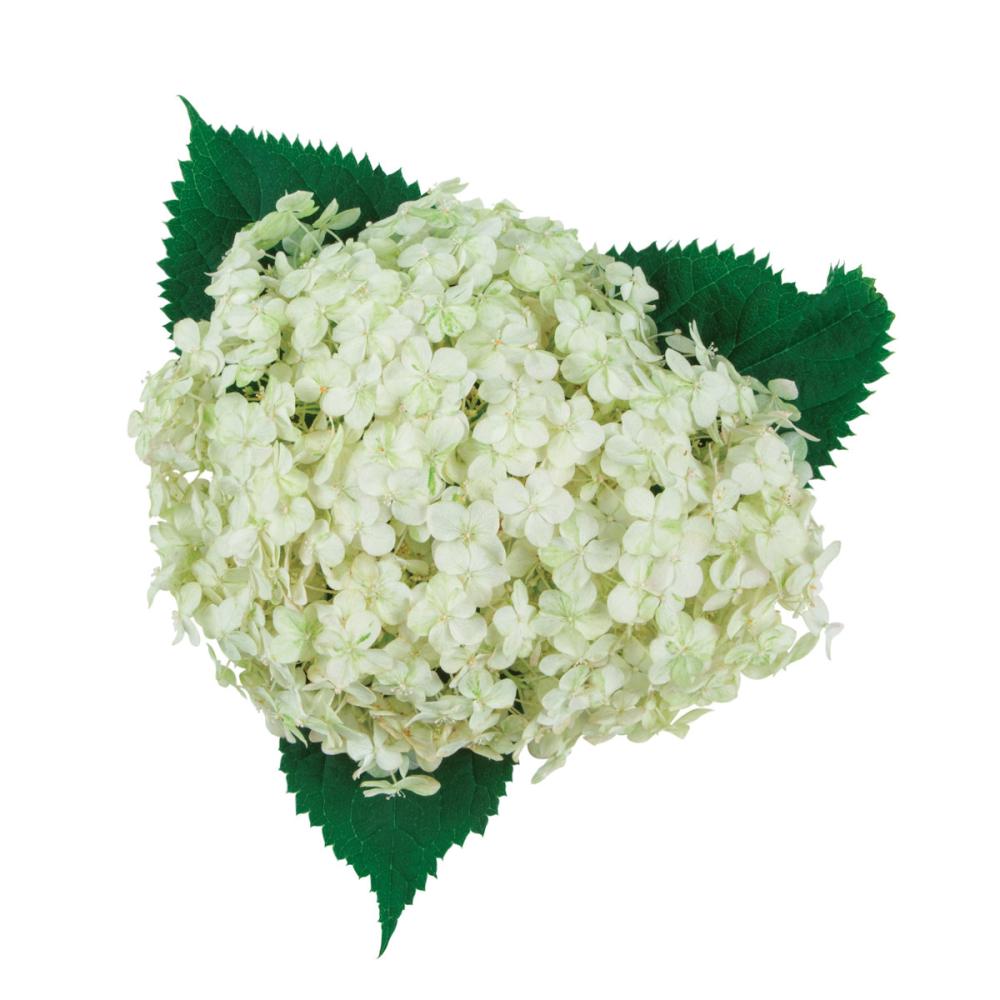 ミディ　ライム