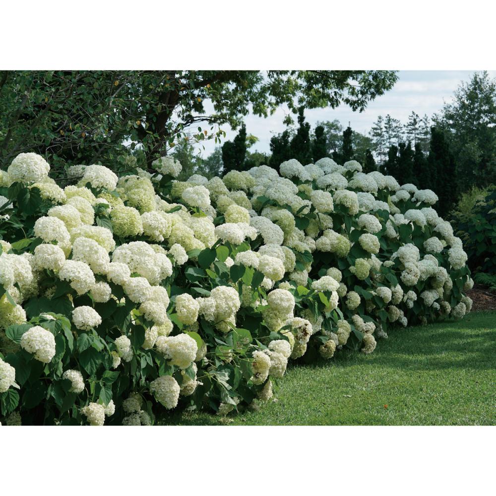 グランデ　クリーム