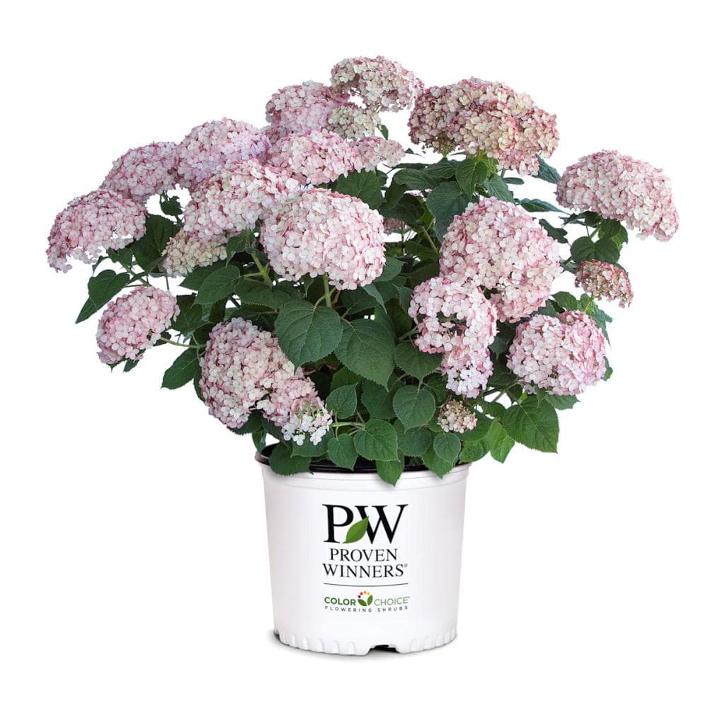 グランデ　ピンク