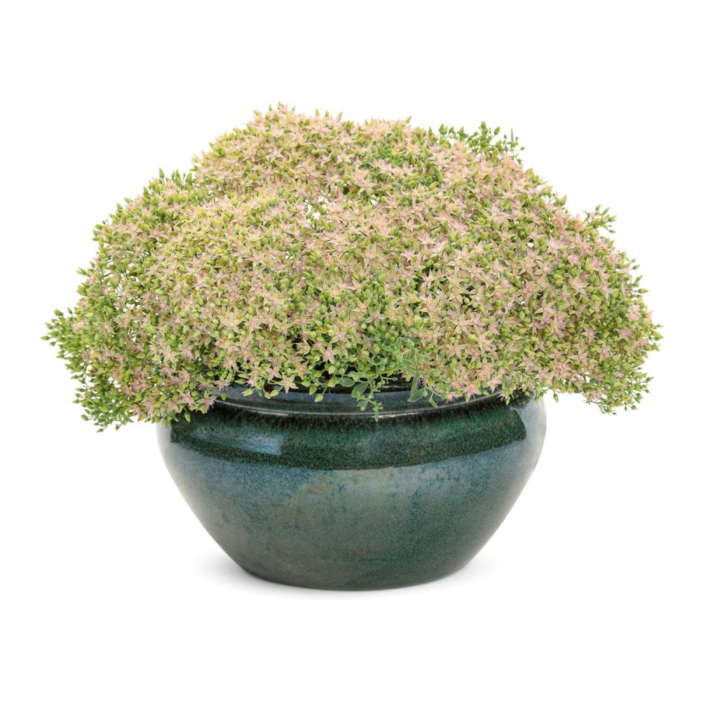 【春予約】　セダム　モコランド　サクラアフロ　１１ｃｍ　【申込期限：４月５日（日）】　【引渡予定日：４月２５日（土）～５月３日（日）】