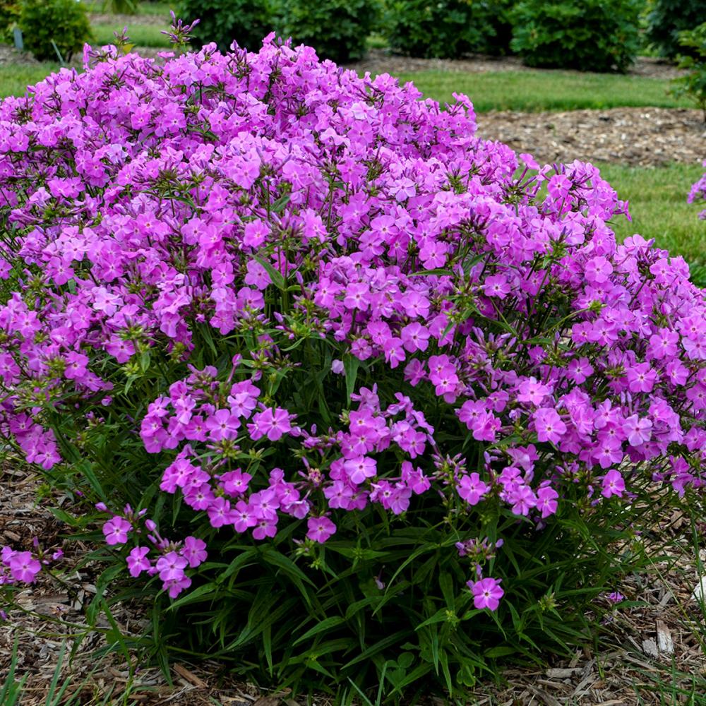 【春予約】　フロックス　オープニングアクト　ロマンス　１１ｃｍ　【申込期限：４月５日（日）】　【引渡予定日：４月２５日（土）～５月３日（日）】