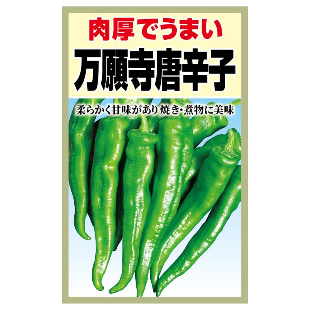 トウガラシ種子　万願寺とうがらし