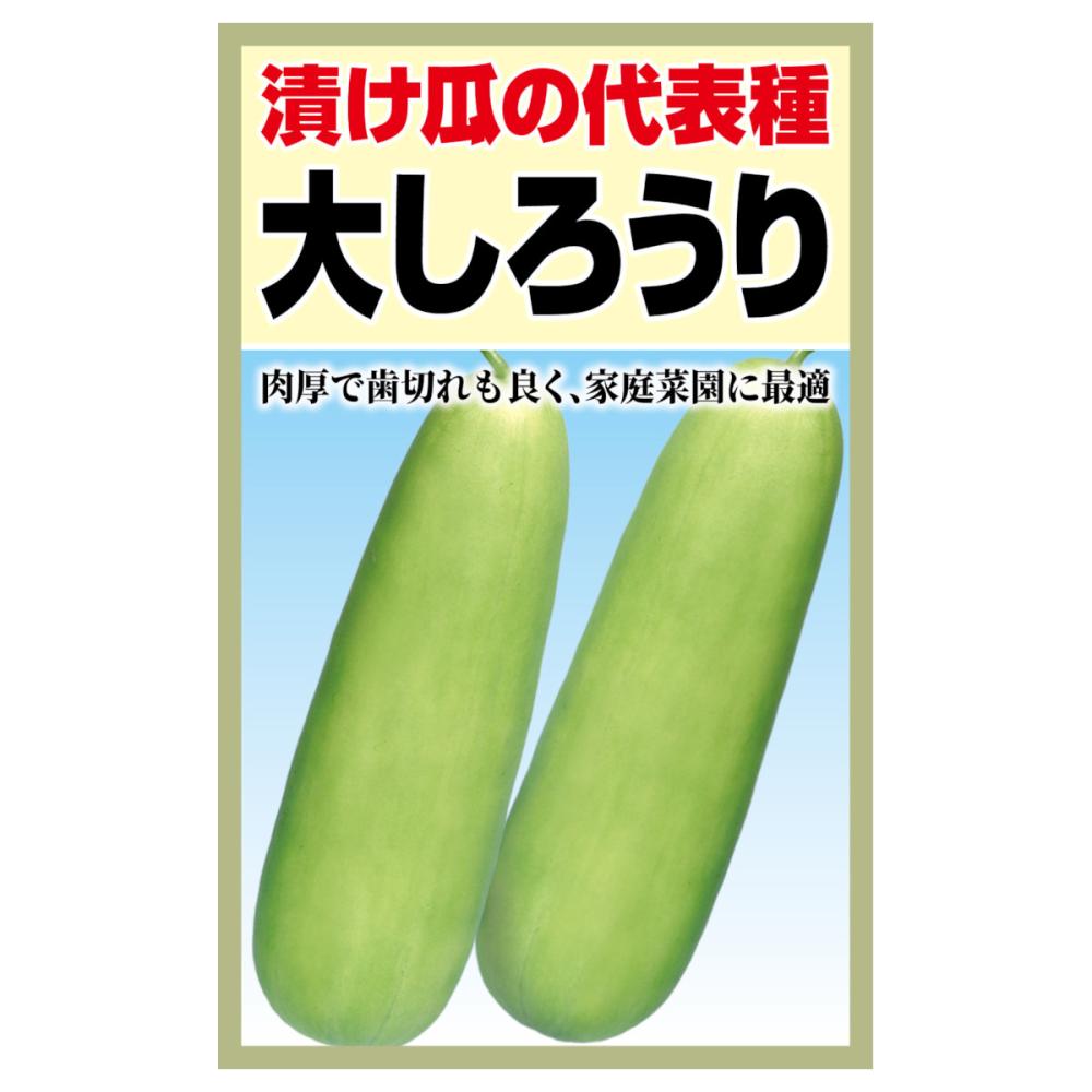 ウリ種子　大しろうり