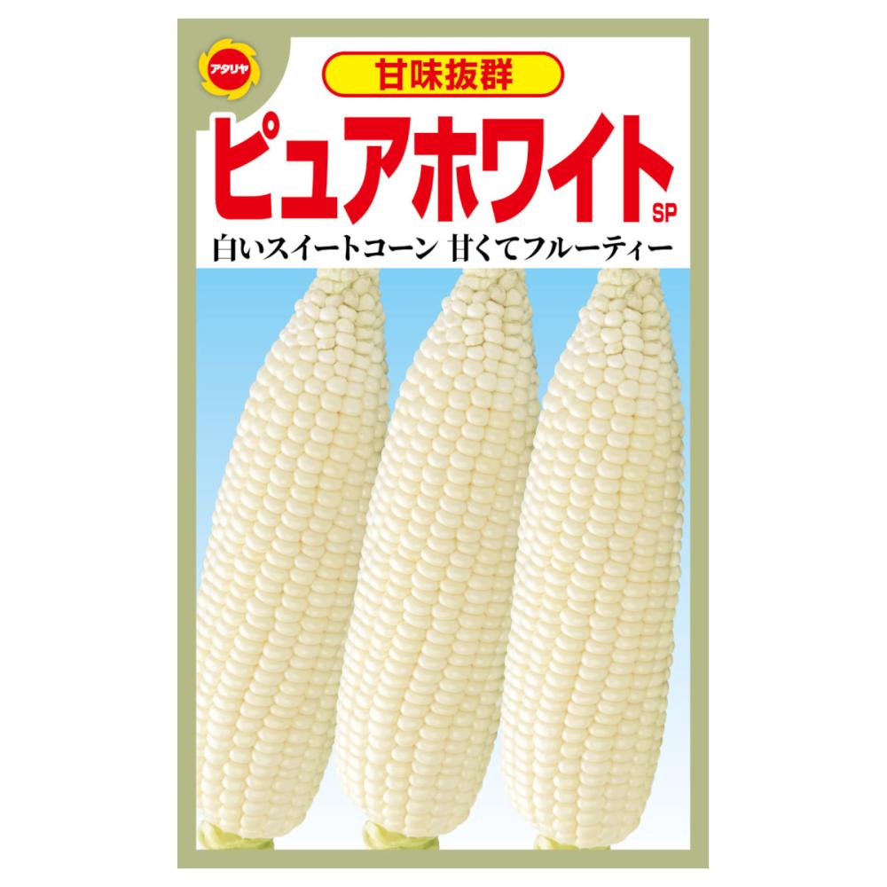トウモロコシ種子　ピュアホワイトＳＰ