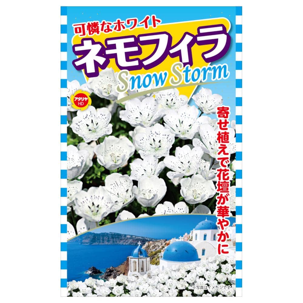 ネモフィラ種子　ネモフィラ　スノーストーム