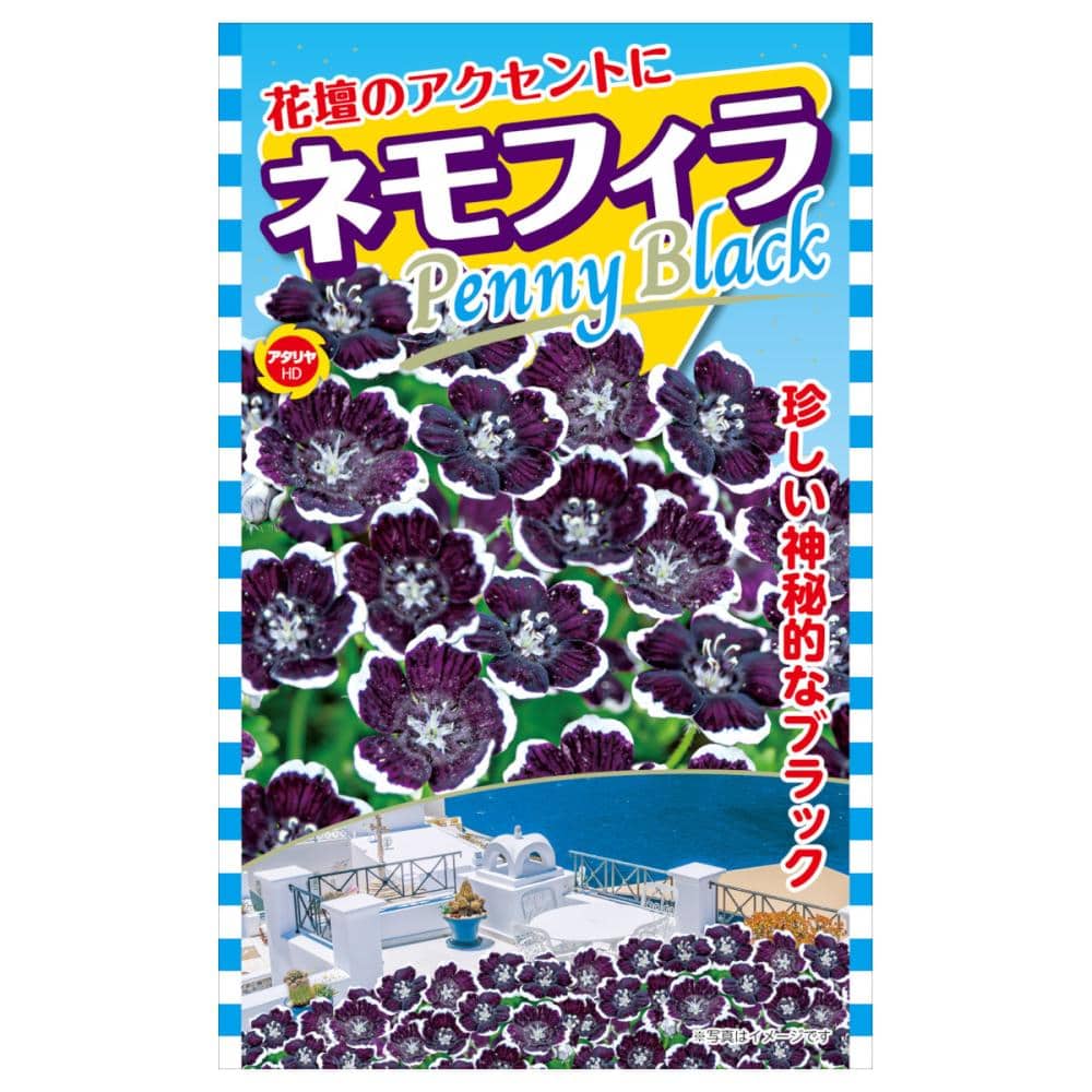 ネモフィラ種子　ネモフィラ　ペニーブラック