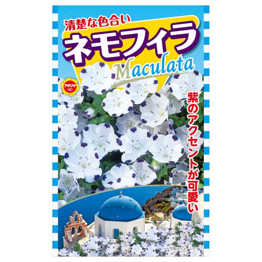 ネモフィラ種子　ネモフィラ　マクラータ