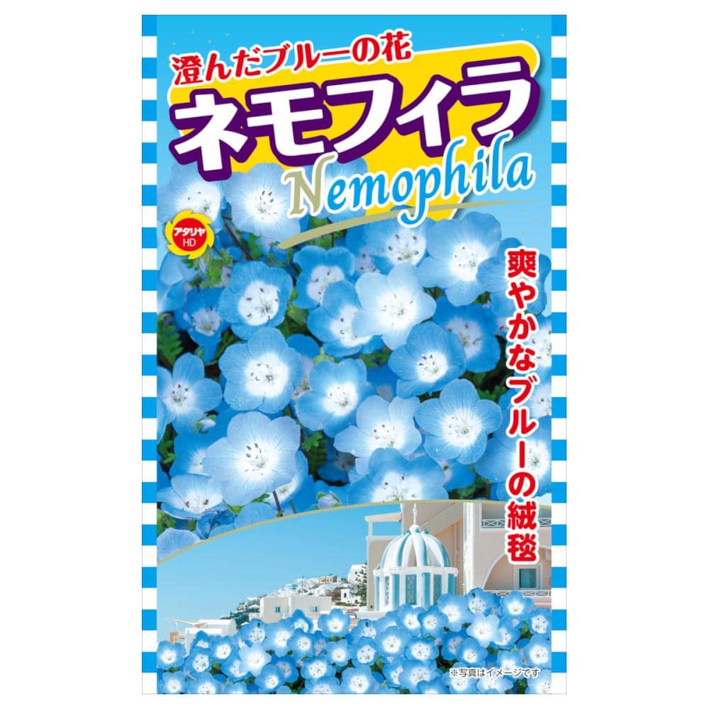 ネモフィラ種子　ネモフィラ　ブルー