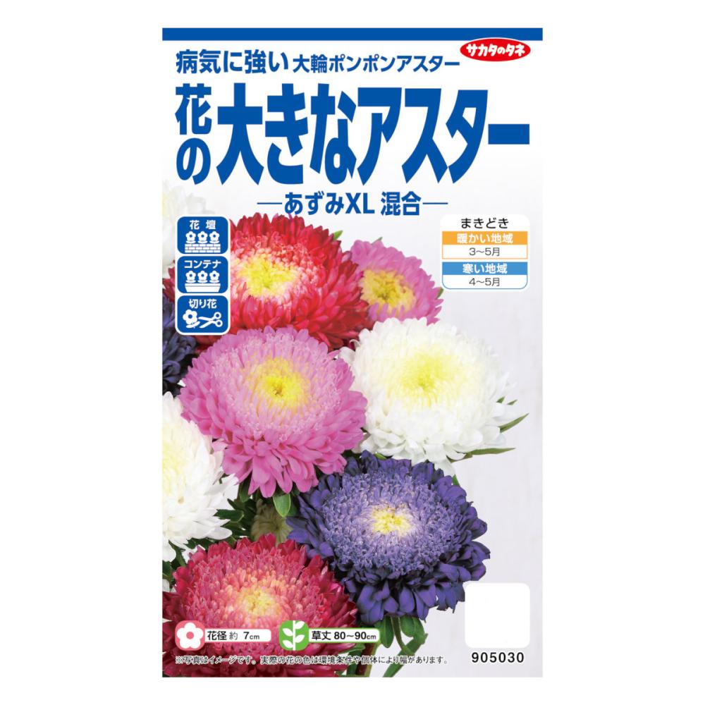 サカタのタネ　花の大きなアスター　あずみＸＬ　混合