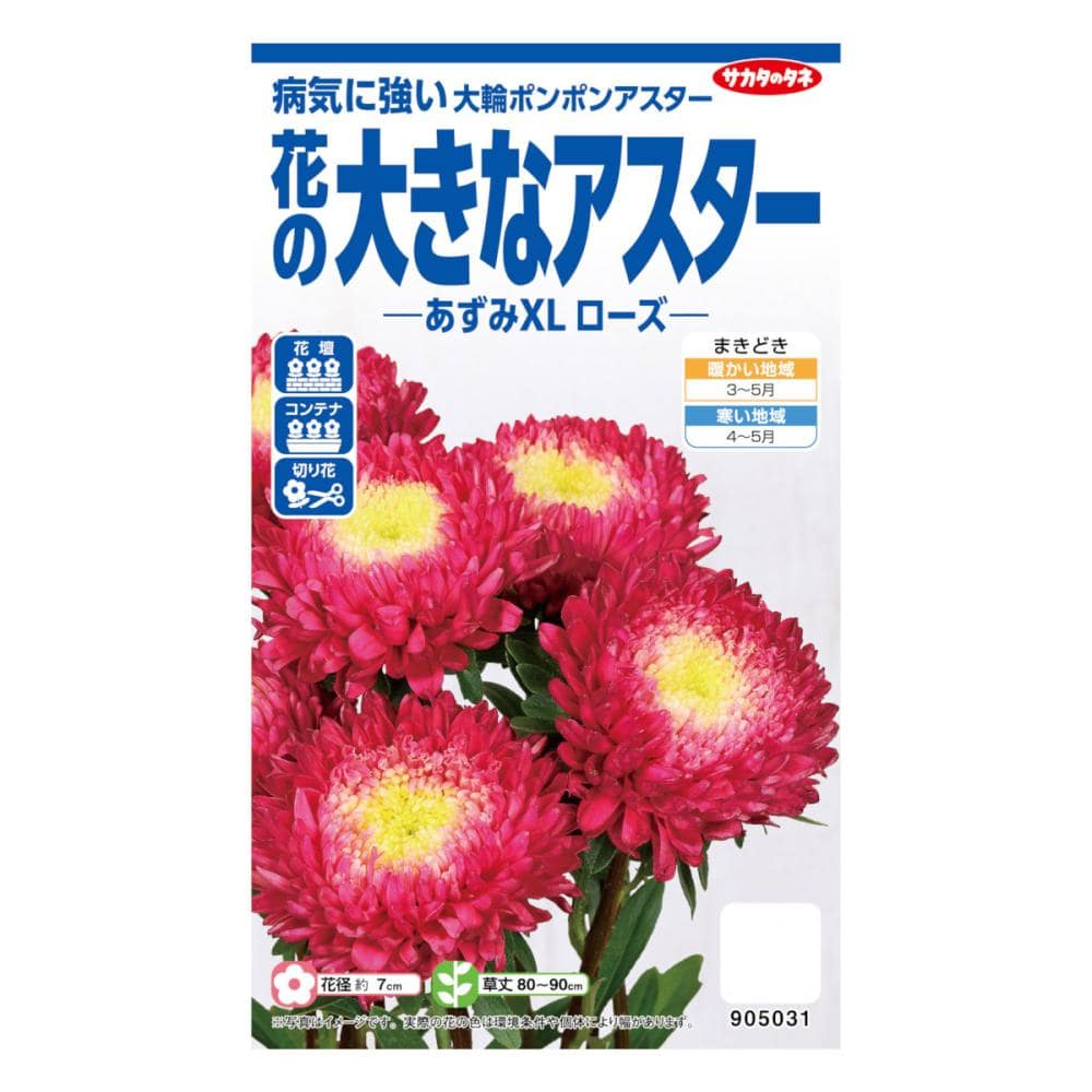 サカタのタネ　花の大きなアスター　あずみＸＬ　ローズ