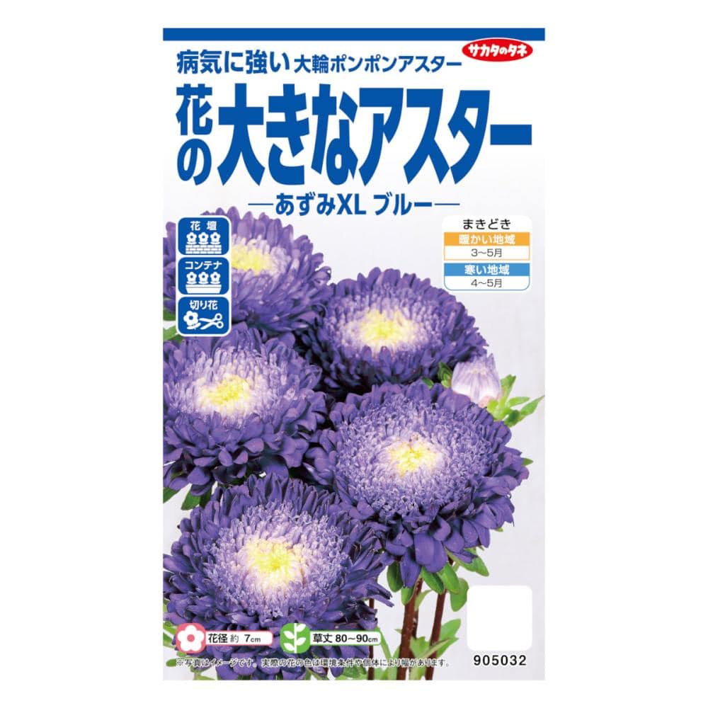 サカタのタネ　花の大きなアスター　あずみＸＬ　ブルー
