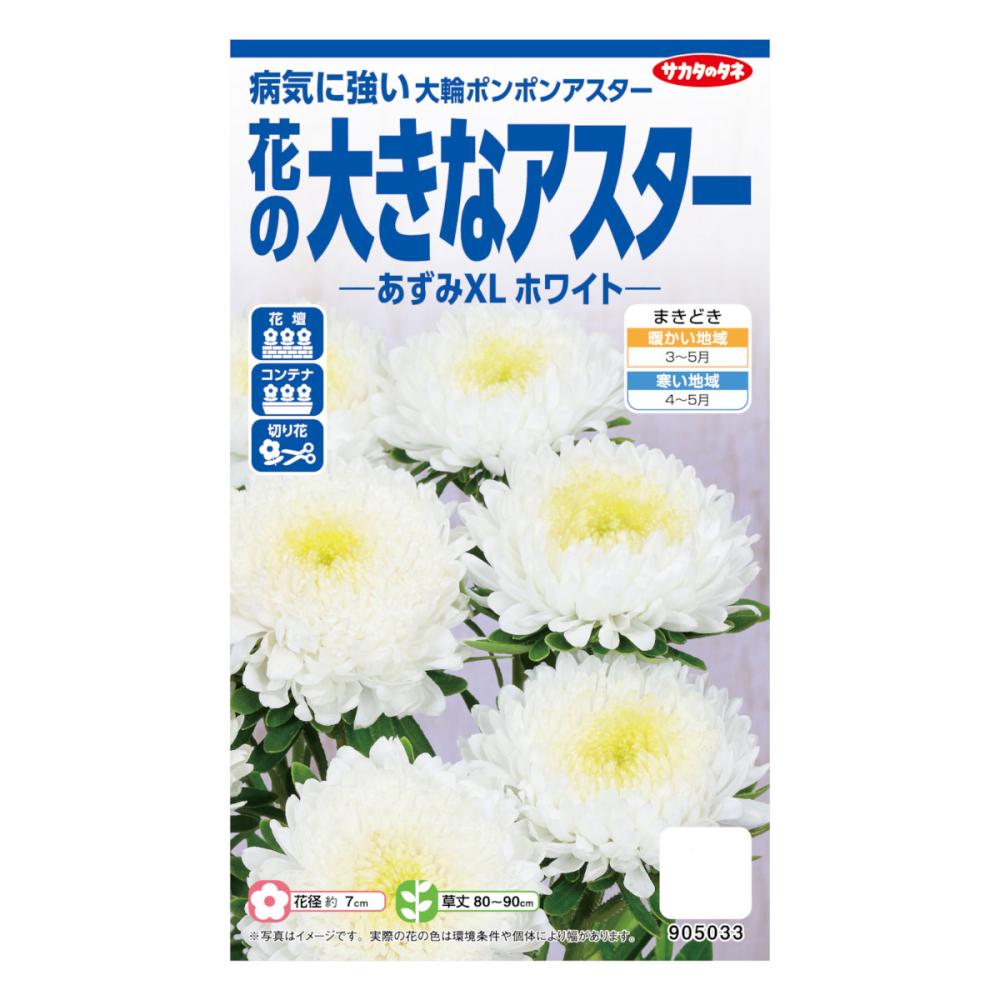 サカタのタネ　花の大きなアスター　あずみＸＬ　ホワイト