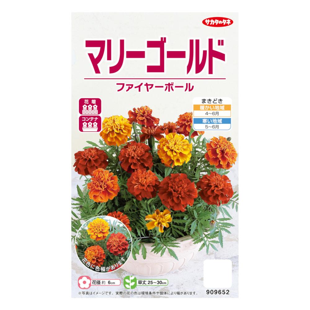 サカタのタネ　マリーゴールド　ファイヤーボール