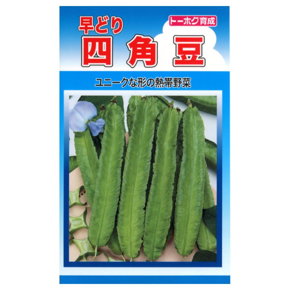 トーホク育成　早どり四角豆