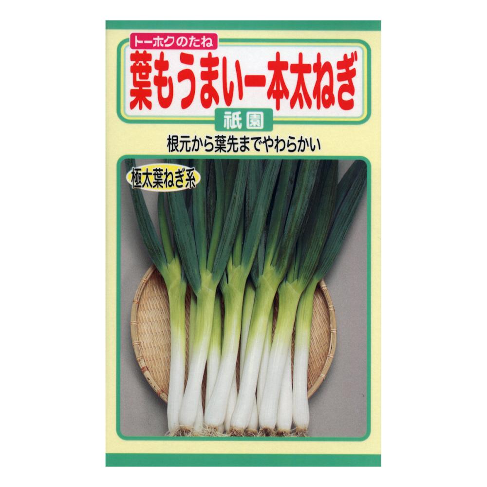 トーホクのタネ　ネギ種子　葉もうまい一本太ねぎ　祇園