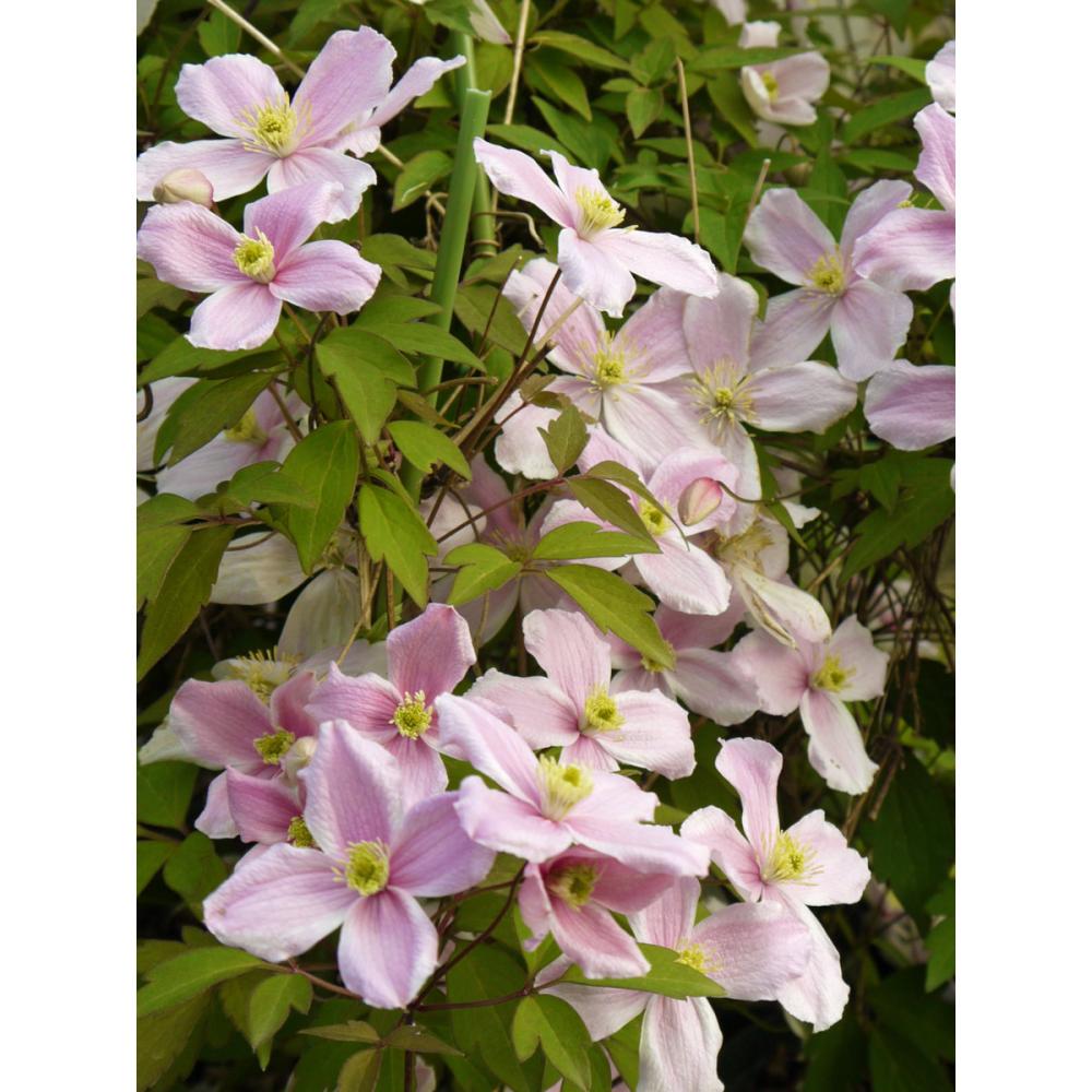 【春予約】　クレマチス　モンタナ系　ルーベンス　【申込期限：３月２２日（日）】　【引渡予定日：４月４日（土）～１２日（日）】