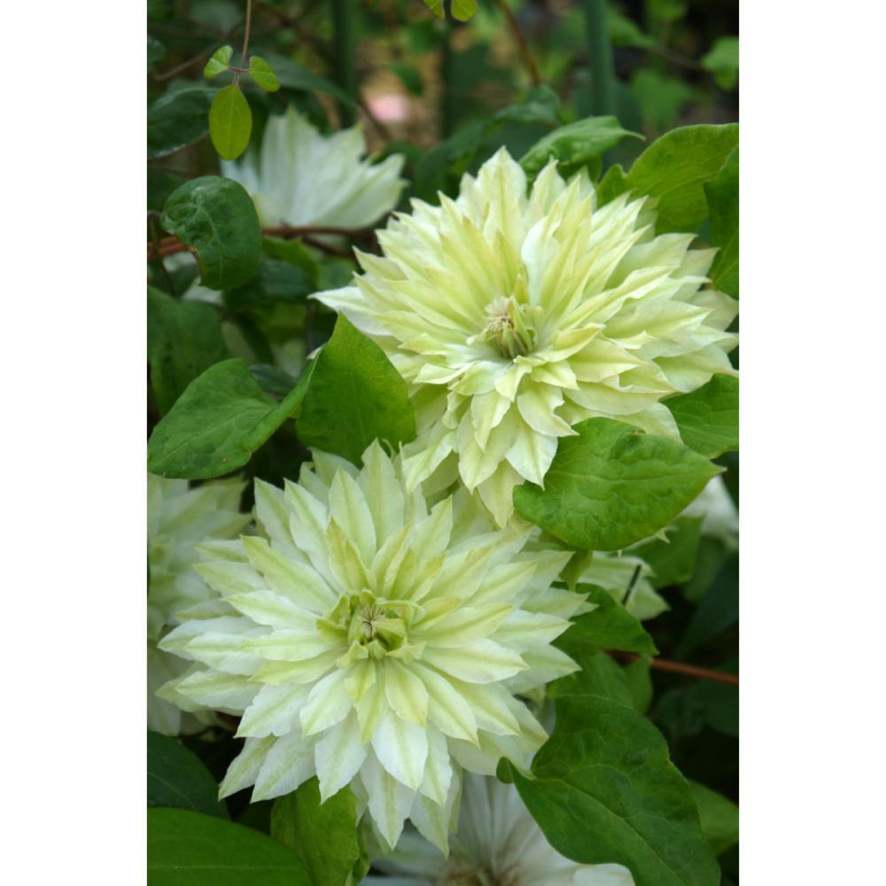 【春予約】　クレマチス　早咲き大輪系　千の風　【申込期限：３月２２日（日）】　【引渡予定日：４月４日（土）～１２日（日）】