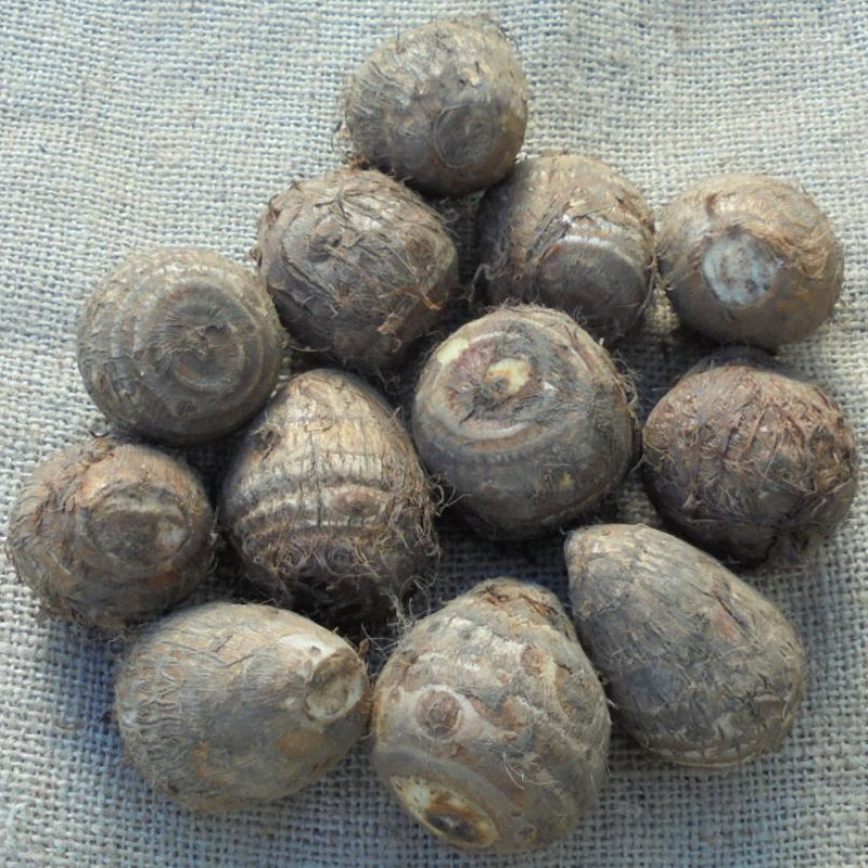 【春予約】　国産　里芋　大野芋　１５０ｇ　【申込期限：３月２２日（日）】　【引渡予定日：４月１１日（土）～１９日（日）】