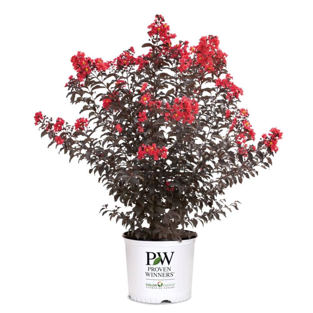 【春予約】　サルスベリ　センターステージ　レッド　【申込期限：４月２６日（日）】　【引渡予定日：５月２３日（土）～３１日（日）】