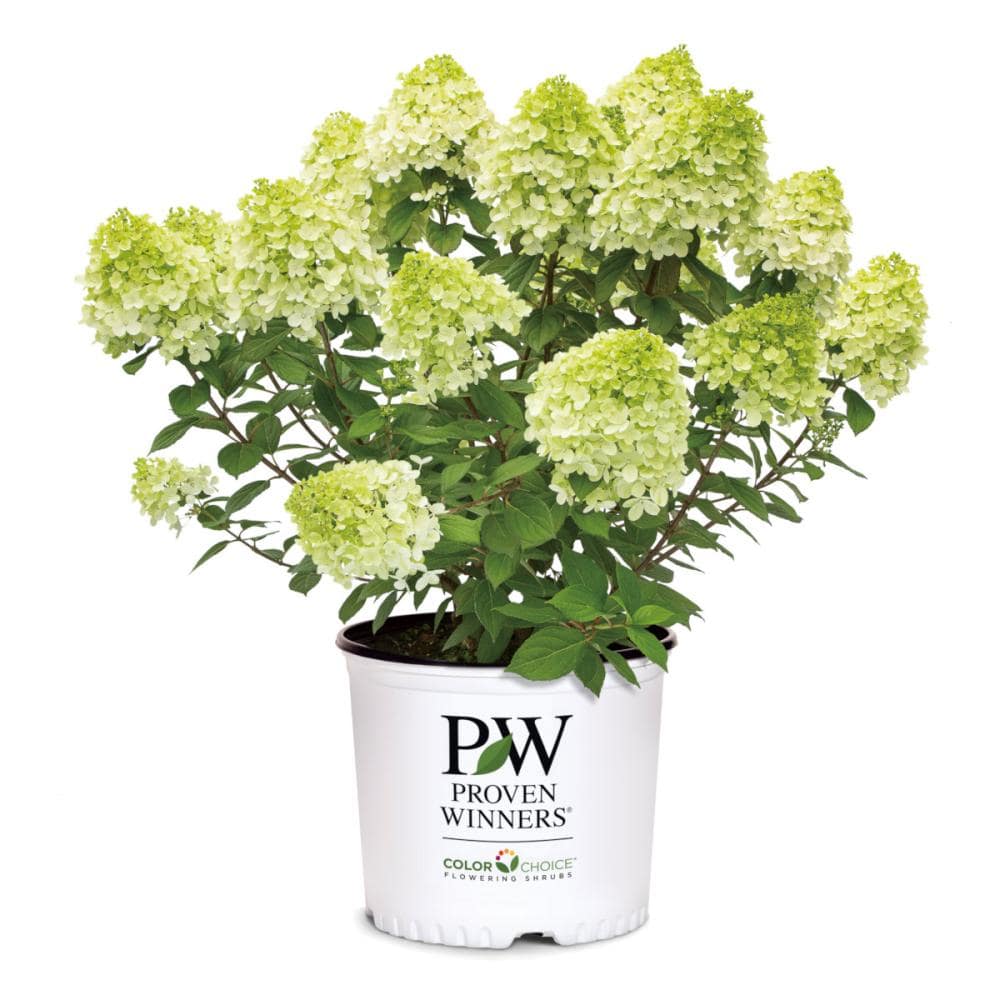 グランデ　ライムパンチ